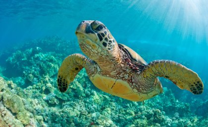 Turtles also ingested chemicals used in industrial products such as adhesive, sealant and lubricant Turtles also ingested chemicals used in industrial products such as adhesive, sealant and lubricant