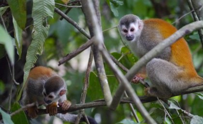 The Central American squirrel monkey is listed as vulnerable. Credit: Linda De Volder, MM Switzerland