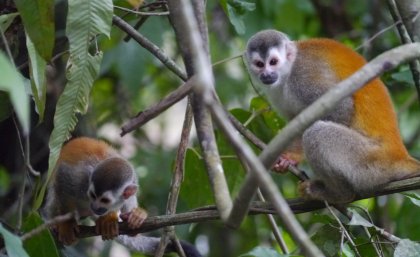 The Central American squirrel monkey is listed as vulnerable. Credit: Linda De Volder, MM Switzerland The Central American squirrel monkey is listed as vulnerable. Credit: Linda De Volder, MM Switzerland