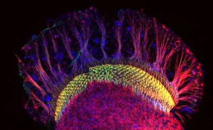 Joshua Li's 'Biological hardwiring’ - neurons in the developing visual system of a fruit fly. 2017 NHMRC Science to Art Award winner.