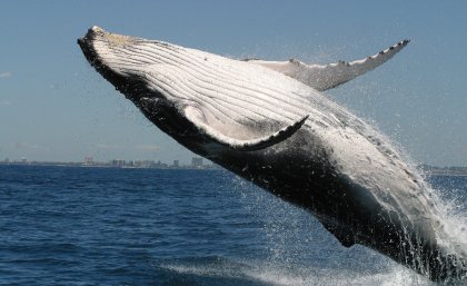 Humpback whale filmed off Peregian Beach on Queensland’s Sunshine Coast, the primary field site for UQ’s Cetacean Ecology and Acoustics Laboratory (CEAL). Credit: CEAL.