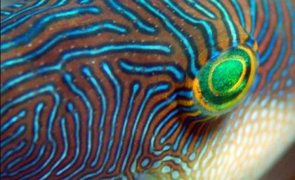 Some animals use fluorescence or ‘enhanced’ colours