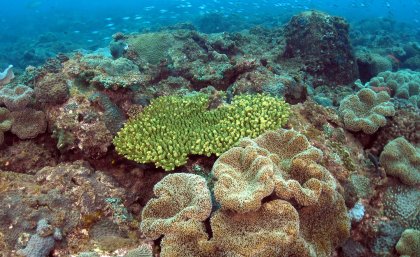 Corals on a subtropical reef off eastern Australia. Credit: Brigitte Sommer. Corals on a subtropical reef off eastern Australia. Credit: Brigitte Sommer.