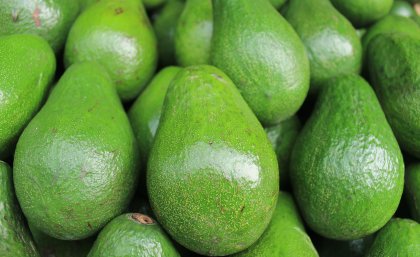 Queensland is responsible for 50 per cent of Australia’s high-value avocado crop Queensland is responsible for 50 per cent of Australia’s high-value avocado crop