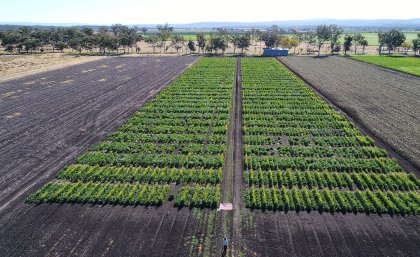 Crops of Brassica carinata being trialed on UQ’s Gatton campus.