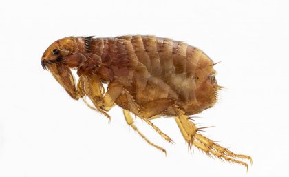 A cat flea. Photo: Stephen Doggett.