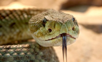 Rattlesnake