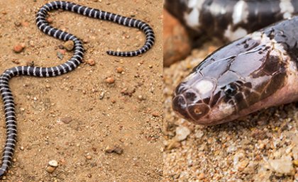 hjem Havbrasme Logisk Australia has a new venomous snake – and it may already be threatened - UQ  News - The University of Queensland, Australia