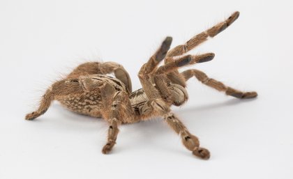 Farmaceutyki z jadu pająka są używane do rozwoju. 