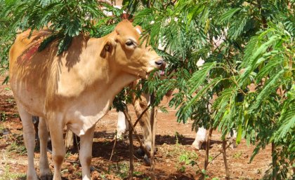 A young steer grazing ‘Redlands’, a new leucaena crop resistant to both drought and the psyllid pest Cow-eating-leucaena-crop-which-is-drought-resistant