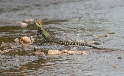 An example of an Australian lizard, in this case the Gippsland Water Dragon, running on two legs. (Credit: David Paul).