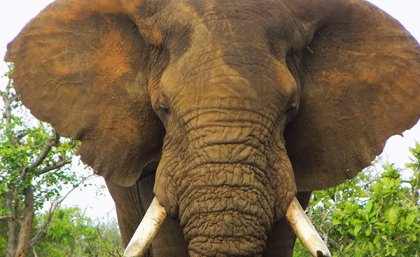 An African elephant bull