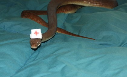 Pets can be especially vulnerable to snake bites
