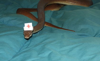 Pets can be especially vulnerable to snake bites Pets can be especially vulnerable to snake bites
