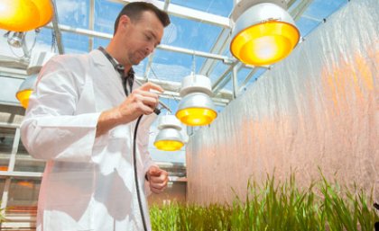 Dr Lee Hickey, from UQ’s Queensland Alliance for Agriculture and Food Innovation, has helped identify a fast way of developing a new strain of wheat that is resistant to stripe rust and pre-harvest sprouting.