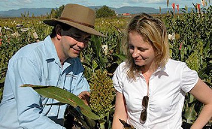 Dr David Jordan and Dr Emma Mace are part of a Queensland scientific team which has mapped the entire genome sequences of 44 sorghum lines