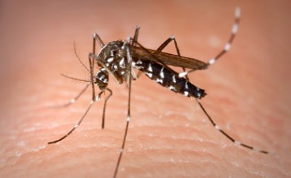 Aedes albopictus female mosquito. Photo: Centers for Disease Control and Prevention
