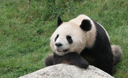 Pandas and tigers hog extinction limelight Pandas and tigers hog extinction limelight