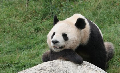 Pandas and tigers hog extinction limelight