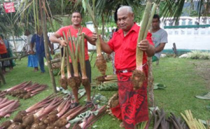 Samoan farmers from Vaiee village, Upolu island, alongside the widely-grown and exported red taro variety. Samoan farmers from Vaiee village, Upolu island, alongside the widely-grown and exported red taro variety.