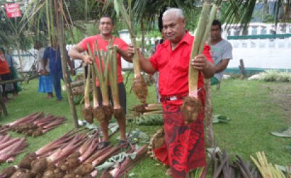 Samoan farmers from Vaiee village, Upolu island, alongside the widely-grown and exported red taro variety.