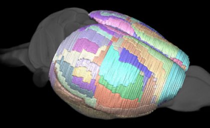 Maps of a mouse brain can now be more detailed than ever before.