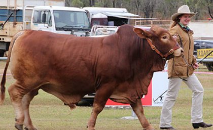 Gabrielle Penna showing cattle as part of her show team with Cathedral College Rockhampton