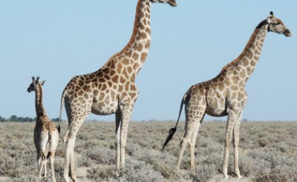 Like humans, giraffes choose who they want to hang out with. Photo taken by UQ's Kerryn Carter of giraffes at Etosha National Park. Like humans, giraffes choose who they want to hang out with. Photo taken by UQ's Kerryn Carter of giraffes at Etosha National Park.