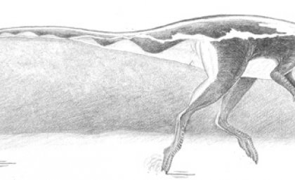 Hypothesized reconstruction of the small Lark Quarry trackmaker. Illustration by Anthony Romilio, The University of Queensland. Hypothesized reconstruction of the small Lark Quarry trackmaker. Illustration by Anthony Romilio, The University of Queensland.
