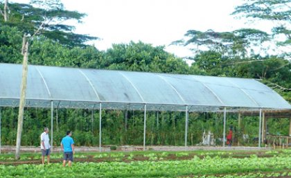 Pacific Agribusiness Research for Development Initiative (PARDI) project participants view vegetable production under a protective structure. Pacific Agribusiness Research for Development Initiative (PARDI) project participants view vegetable production under a protective structure.