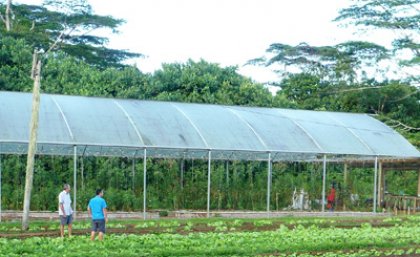 Pacific Agribusiness Research for Development Initiative (PARDI) project participants view vegetable production under a protective structure.