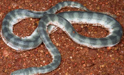 UQ researchers discover the Australian and Asian beaked sea snakes are two unrelated species despite the snakes identical appearances. UQ researchers discover the Australian and Asian beaked sea snakes are two unrelated species despite the snakes identical appearances.