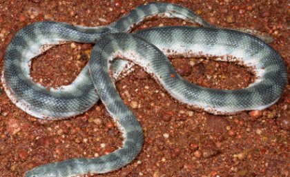 UQ researchers discover the Australian and Asian beaked sea snakes are two unrelated species despite the snakes identical appearances.