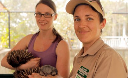 UQ PhD student Andrea Wallage and Currumbin Wildlife Sanctuary keeper Lauren Clark collaborate on echidna breeding research program.