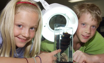 Children at UQ's Moreton Bay Research Station Open Day inspecting a Port Jackson shark egg case.