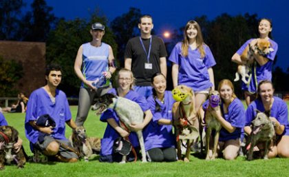 Clinical Studies Centre dogs and volunteer dog walkers took part in the Country Campus Challenge Clinical Studies Centre dogs and volunteer dog walkers took part in the Country Campus Challenge