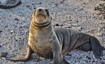 A Galápagos sea lion - one of Josh's many photos from his trip to the Galápagos Islands