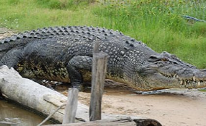 A male crocodile at Koorana