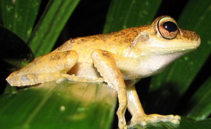 Kuranda tree frog. Kuranda tree frog.
