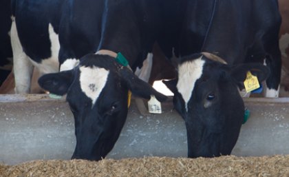 The new Gatton Research Dairy is the only facility of its kind in Australia, focused on a sub-tropical feed base The new Gatton Research Dairy is the only facility of its kind in Australia, focused on a sub-tropical feed base