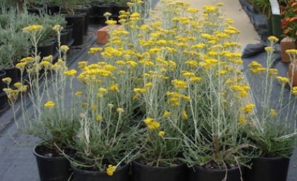 The Gold Dust rice flower was launched to highlight not only the hardiness of the Australian spirit on Australia Day this year, but also that Australian native plants can be used to bring colour to gardens in all seasons.