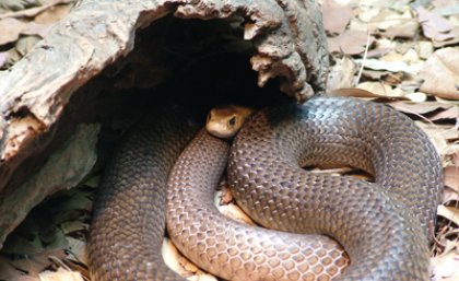 Eastern Brown Snake Eastern Brown Snake