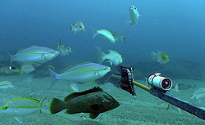 An image collected by a Baited Remote Underwater Video Station (BRUVS). Image courtesy of CSIRO An image collected by a Baited Remote Underwater Video Station (BRUVS). Image courtesy of CSIRO