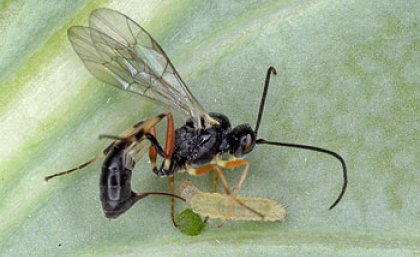 A parasitic wasp attacks the larva of a diamondback moth A parasitic wasp attacks the larva of a diamondback moth