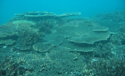 Reefs are naturally highly diverse and resilient Reefs are naturally highly diverse and resilient