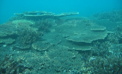 Reefs are naturally highly diverse and resilient