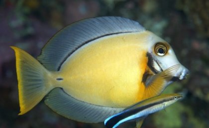 Maintaining a clean reputation: Reputation rules the Surgeon fish and cleaner fish relationship. Photo Copyright belongs to Richard Smith - www.OceanRealmImages.com Maintaining a clean reputation: Reputation rules the Surgeon fish and cleaner fish relationship. Photo Copyright belongs to Richard Smith - www.OceanRealmImages.com