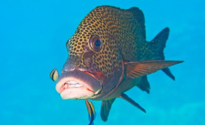 The cleaner fish The cleaner fish