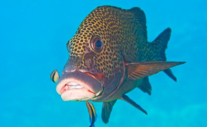 The cleaner fish