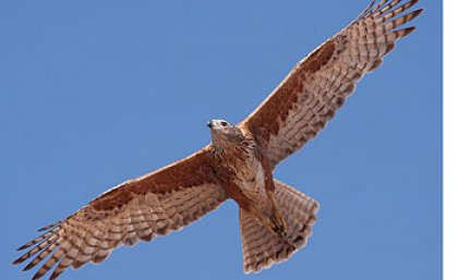 The SCB hopes to save species like the Red Goshawk. Photo courtesy of James Watson.